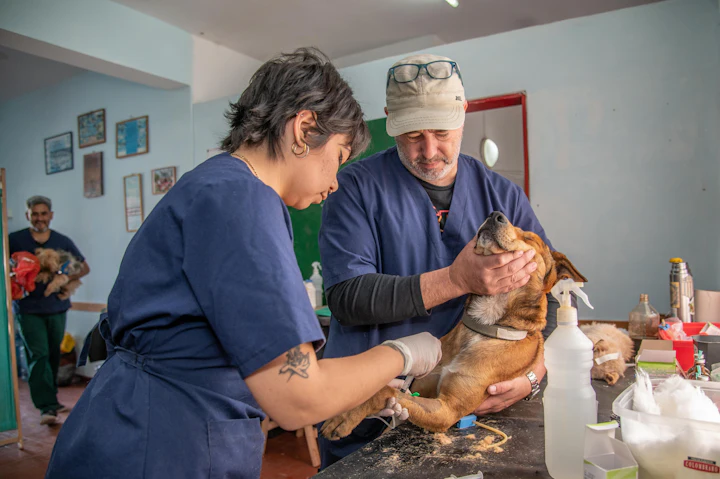 Pawsome Pet Clinic website design